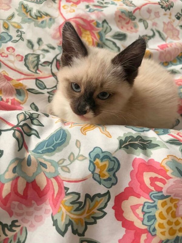 Ragdoll Kitten 3 months old - Image 3 of 3