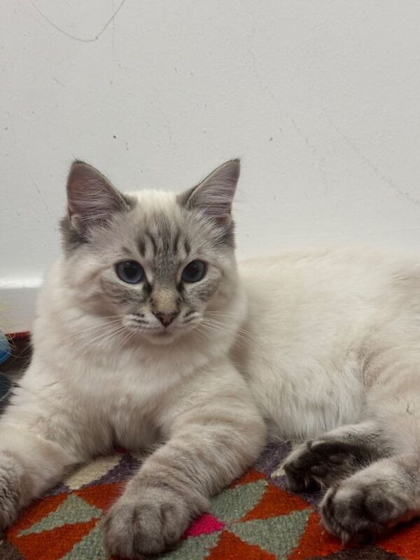 Ragdoll Kitten 4 Months