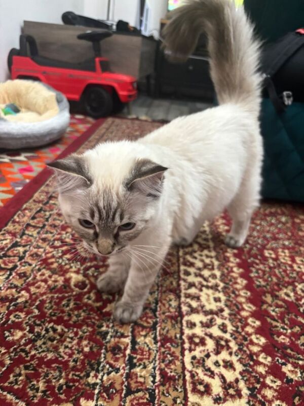 Ragdoll Kitten 4 Months - Image 2 of 4