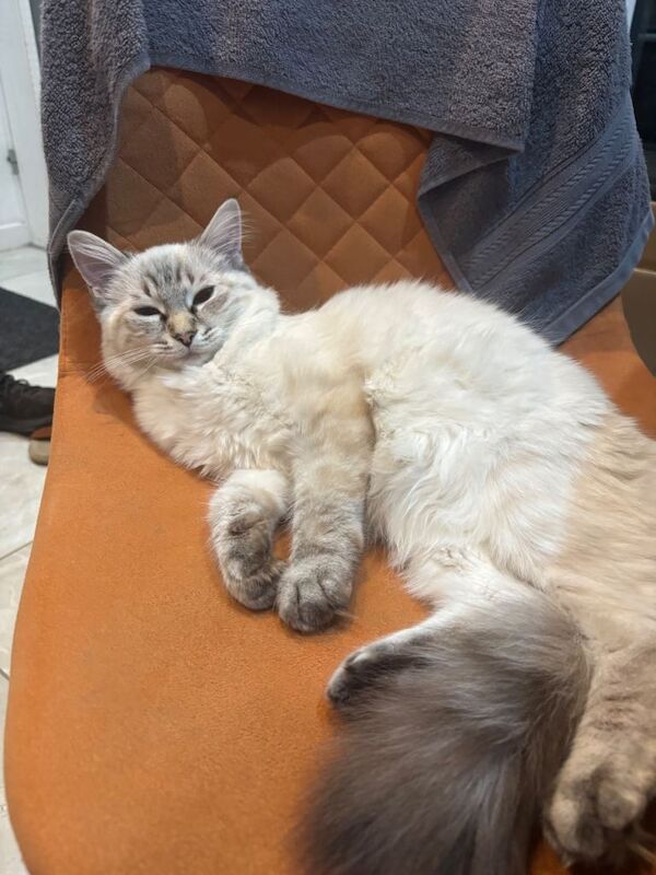 Ragdoll Kitten 4 Months - Image 3 of 4
