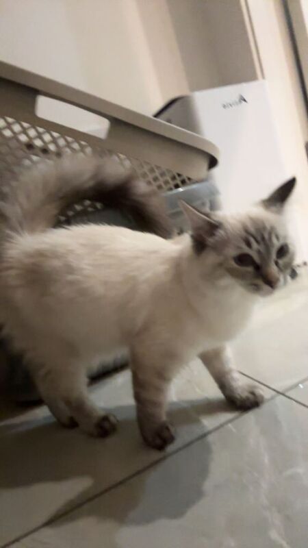 Ragdoll Kitten 4 Months - Image 4 of 4