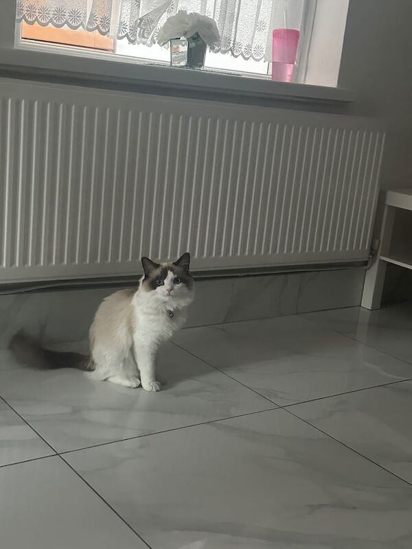 Ragdoll kittens for sale in Cardiff / Caerdydd, South Glamorgan – 9 months old