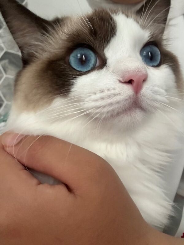 Ragdoll kittens for sale in Cardiff / Caerdydd, South Glamorgan – 9 months old - Image 2 of 3