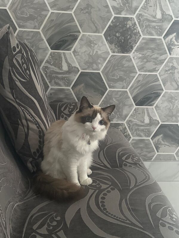 Ragdoll kittens for sale in Cardiff / Caerdydd, South Glamorgan – 9 months old - Image 3 of 3