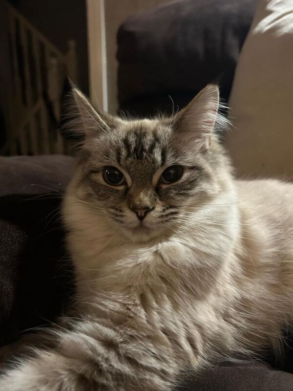 Ragdoll Kittens For Sale