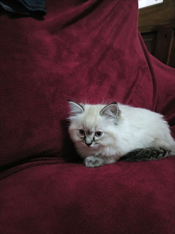 Ragdoll kittens for sale in Bobbers Mill, Nottinghamshire – 9 weeks old