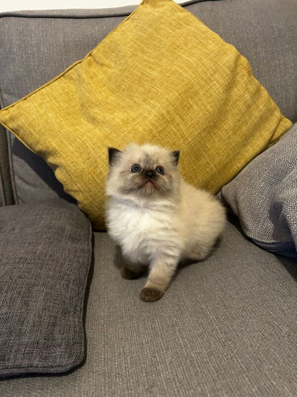 Ragdoll kitten - a beautiful girl for sale in Aylesbury, Buckinghamshire