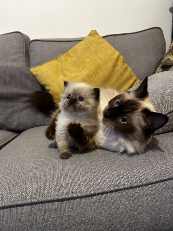 Ragdoll kitten - a beautiful girl for sale in Aylesbury, Buckinghamshire | Image 2