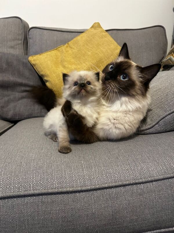 Ragdoll kitten - a beautiful girl for sale in Aylesbury, Buckinghamshire | Image 3