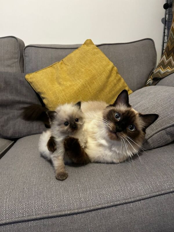 Ragdoll kitten - a beautiful girl for sale in Aylesbury, Buckinghamshire | Image 4