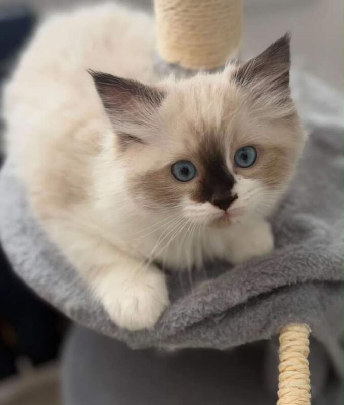 Ragdoll kitten beautiful boy!