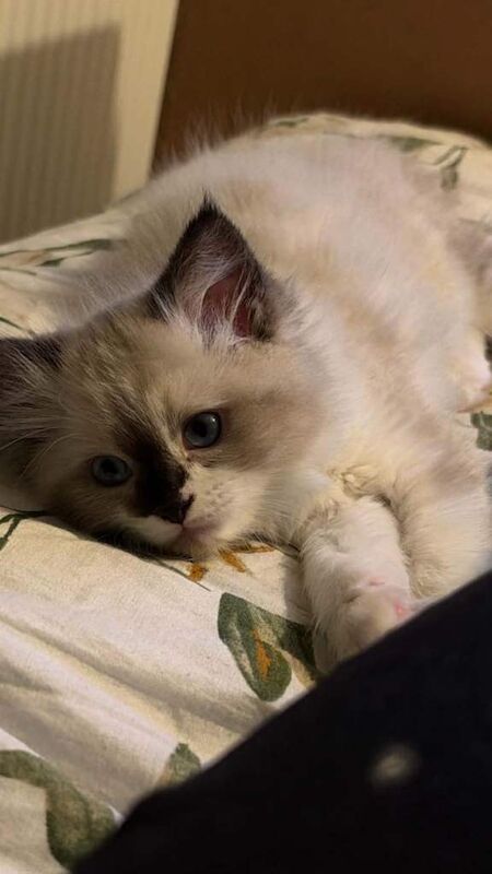 Ragdoll kitten beautiful boy! - Image 2 of 4