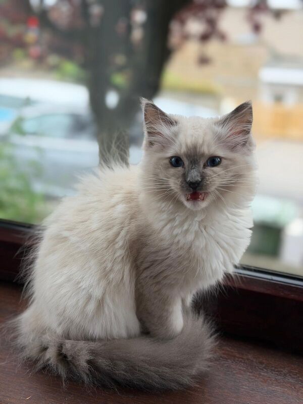 Ragdoll kitten (Boy)