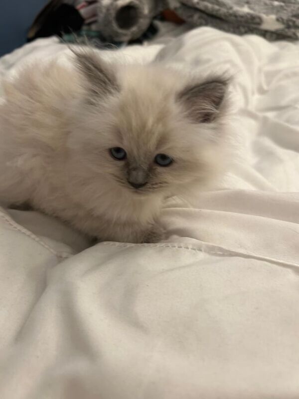 Ragdoll Kitten Boy Blue Point (13 weeks old) for sale in Stanmore, Greater London
