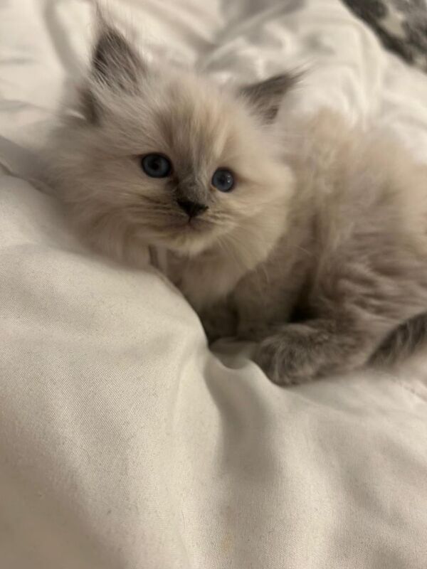 Ragdoll Kitten Boy Blue Point (13 weeks old) for sale in Stanmore, Greater London | Image 2