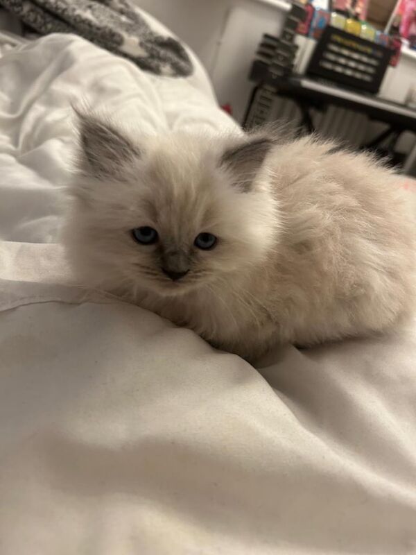 Ragdoll Kitten Boy Blue Point (13 weeks old) for sale in Stanmore, Greater London | Image 3