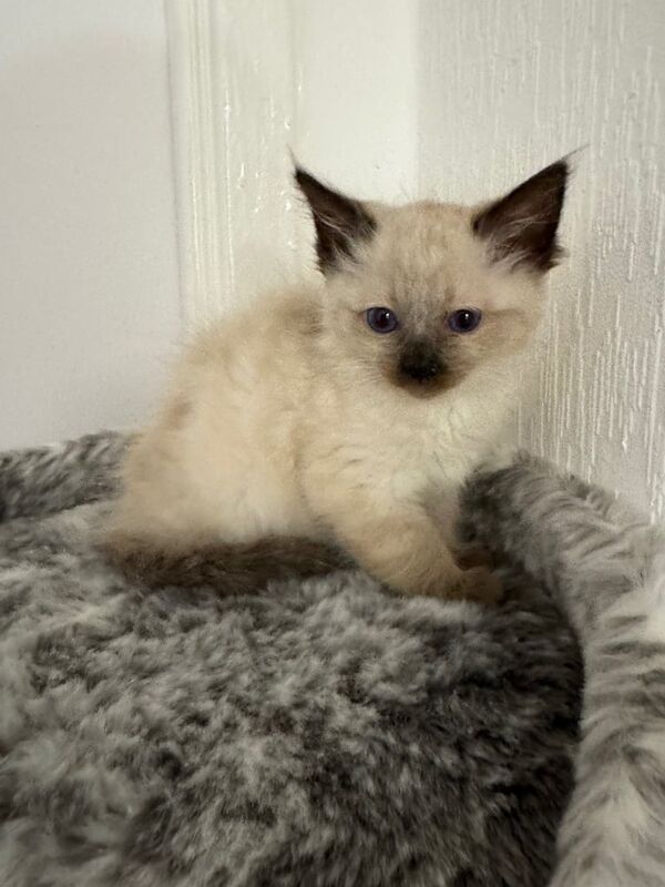 Ragdoll kitten female for sale in Kelty, Fife