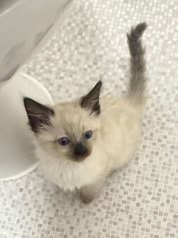 Ragdoll kitten female for sale in Kelty, Fife - Image 2