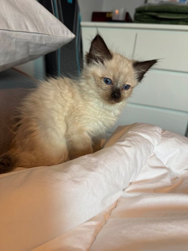 Ragdoll kitten female for sale in Kelty, Fife - Image 3