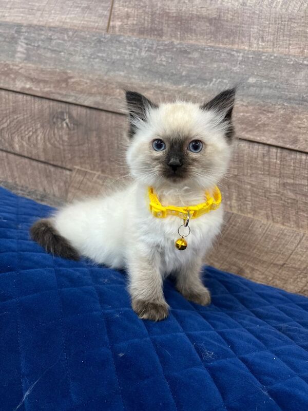 Ragdoll kittens for sale in Coleraine, County Londonderry – 9 weeks old