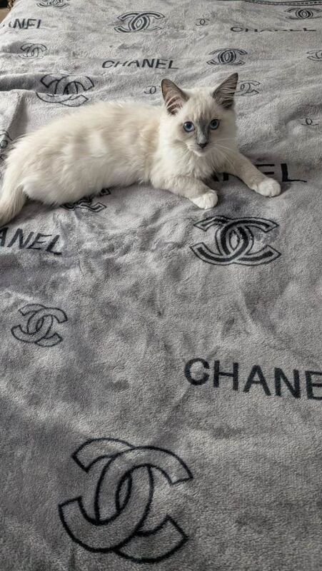 Ragdoll Kittens For Sale