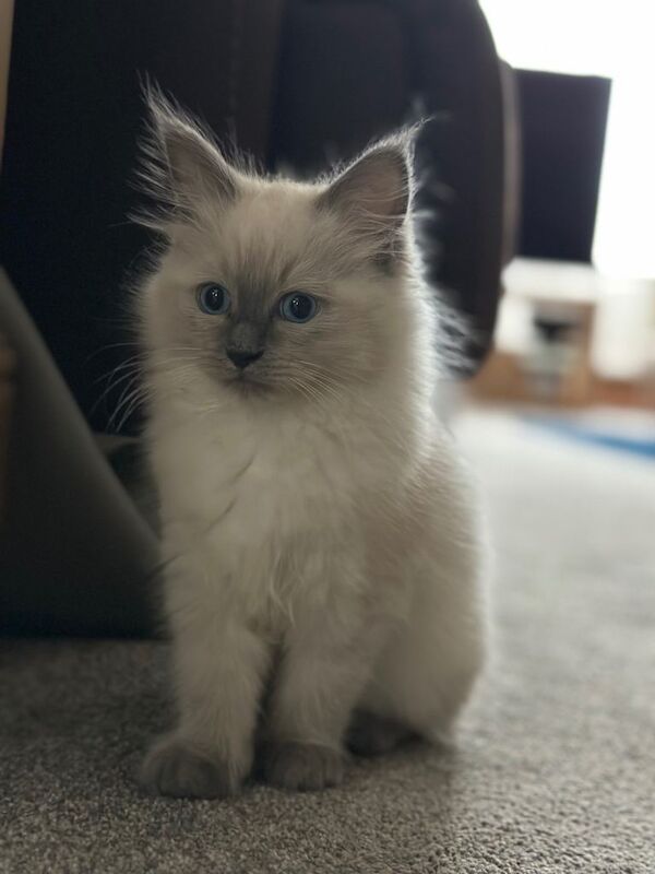 Ragdoll Kitten female