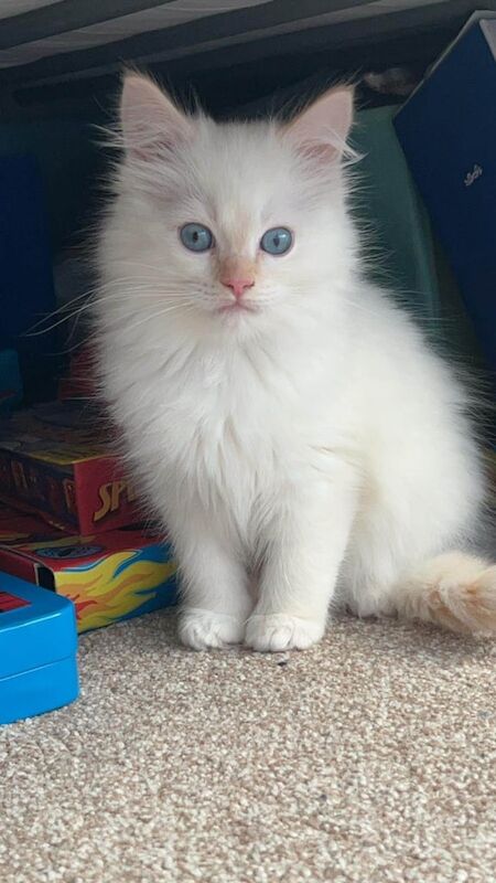 Ragdoll Kittens For Sale | Ragdoll Owners