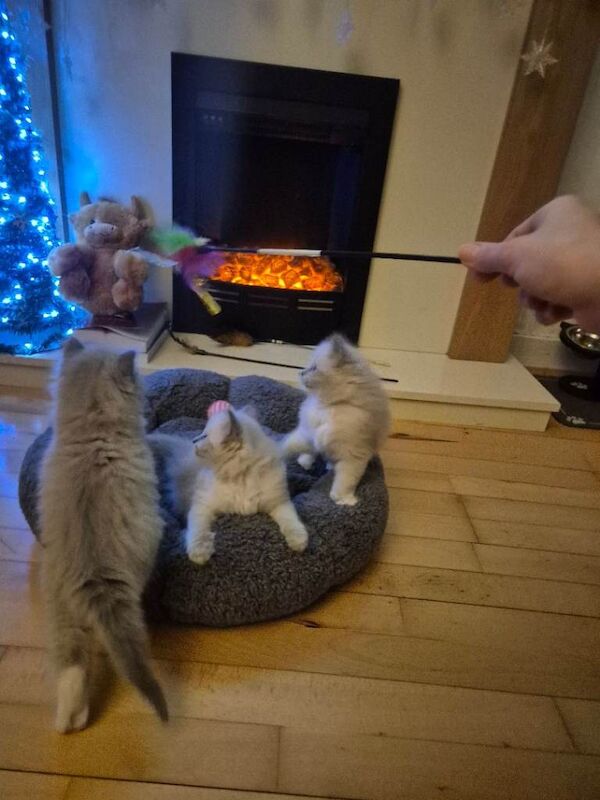 Ragdoll kittens for sale in Haymarket, Edinburgh – 7 weeks old