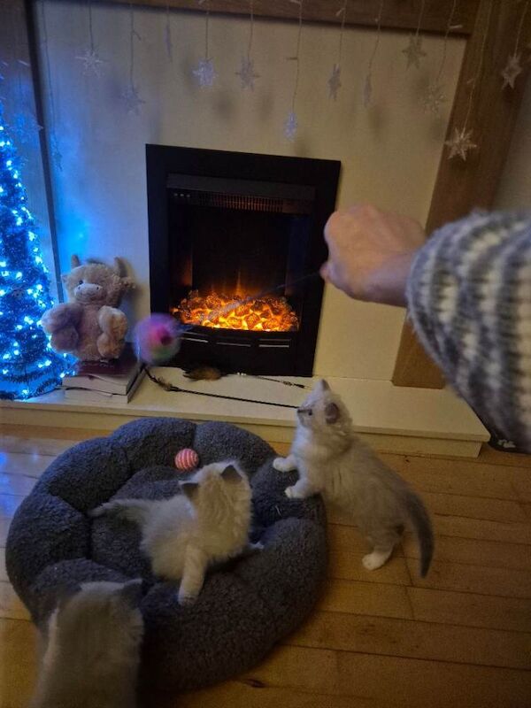 Ragdoll kittens for sale in Haymarket, Edinburgh – 9 weeks old - Image 2 of 3