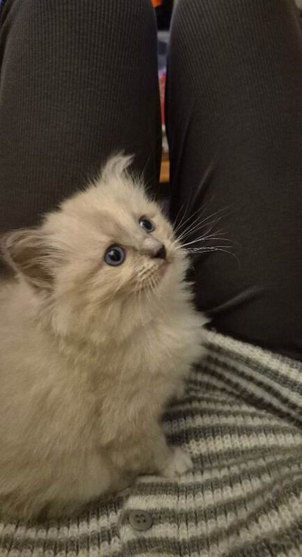 Ragdoll kittens for sale in Haymarket, Edinburgh – 9 weeks old - Image 3 of 3