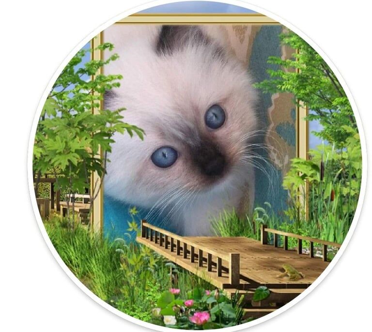 Ragdoll kitten for sale in Croydon, Greater London