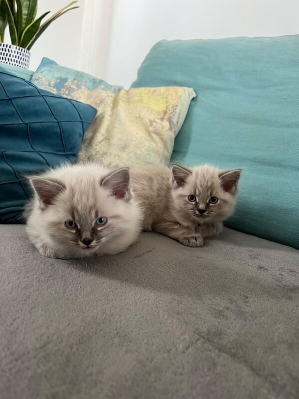 Ragdoll kitten for sale in Thornliebank, Renfrewshire