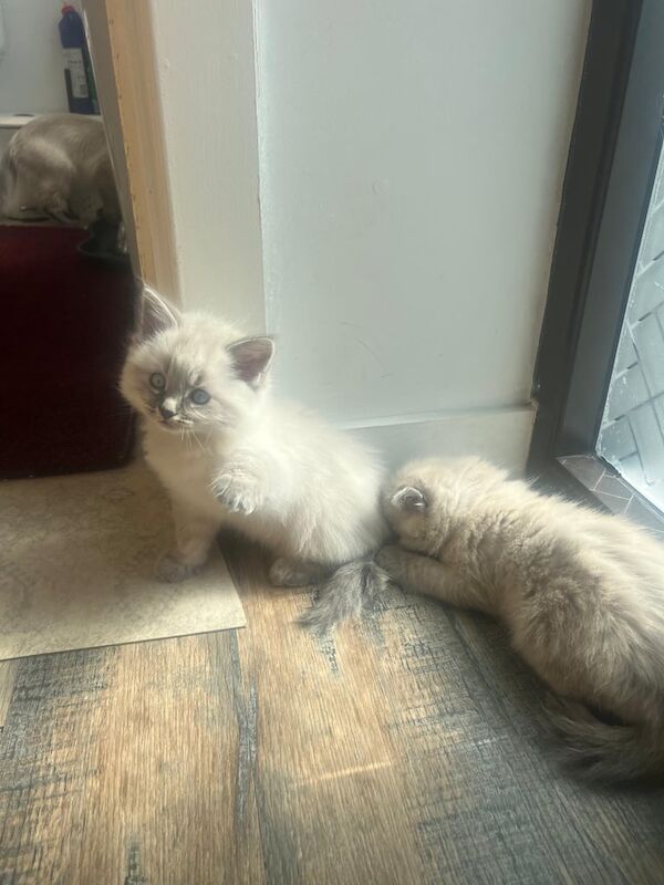 Ragdoll kitten for sale in Thornliebank, Renfrewshire | Image 2