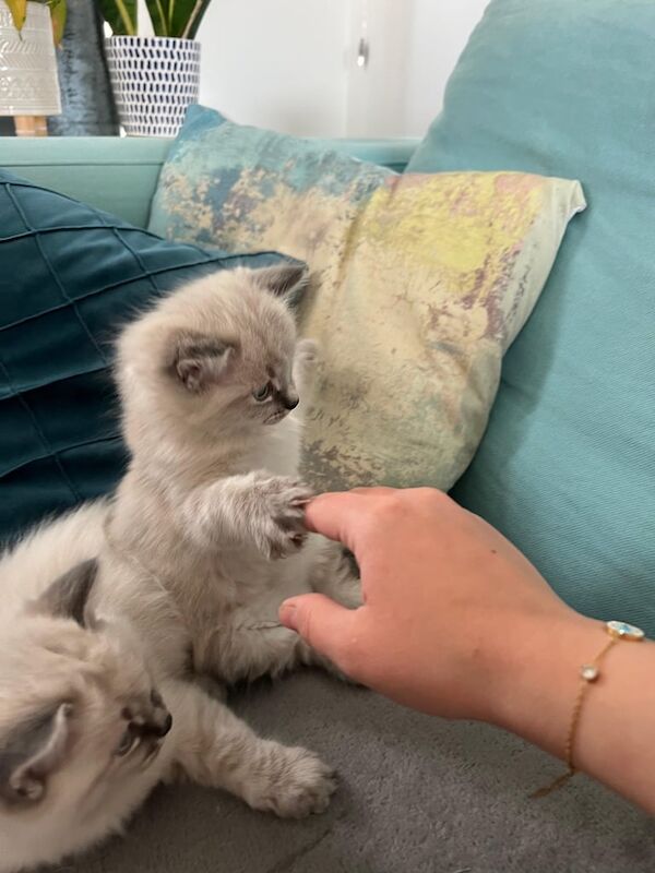 Ragdoll kitten for sale in Thornliebank, Renfrewshire | Image 3
