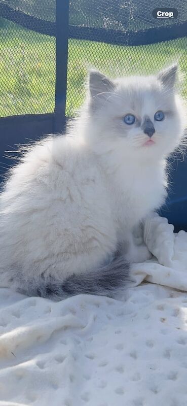 Ragdoll kitten for sale in Linwood, Renfrewshire