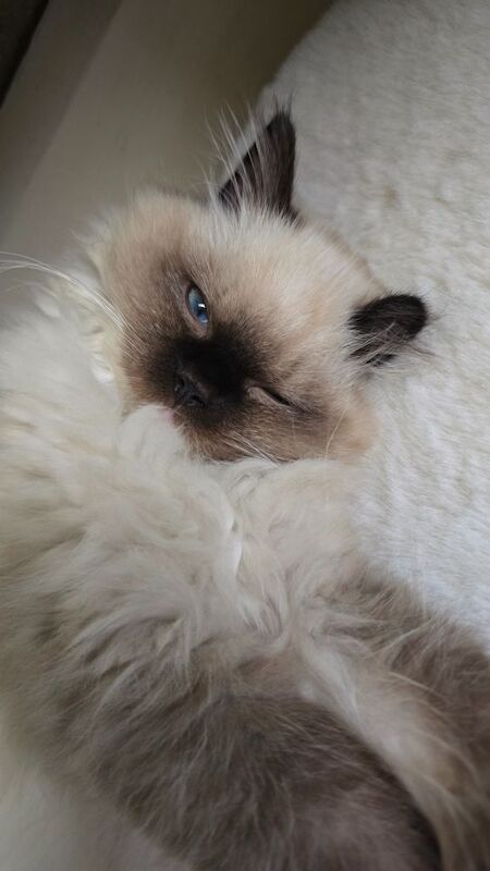 Ragdoll kitten for sale in Stratford-upon-Avon, Warwickshire