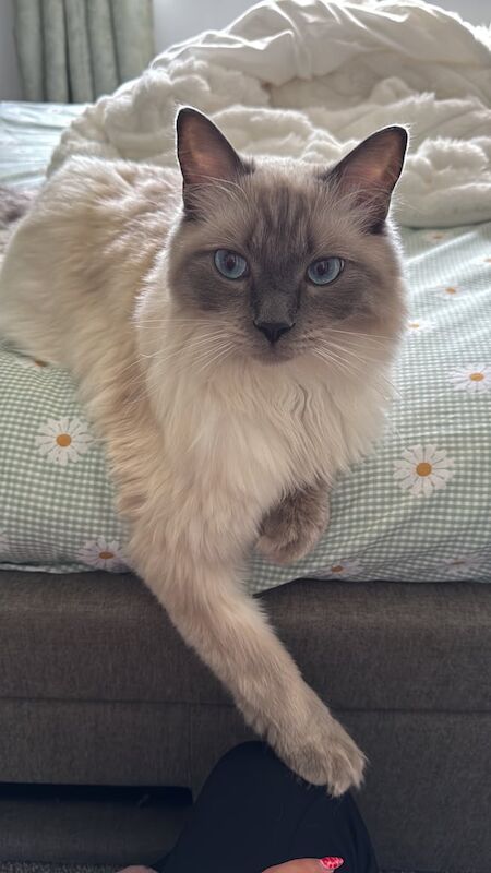 Ragdoll kittens for sale in Grimsby, Lincolnshire – 11 months old