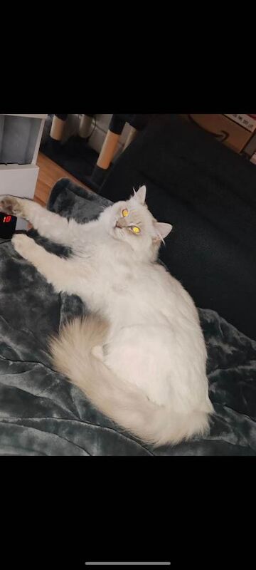 Ragdoll kittens for sale in Sparkhill, West Midlands – 7 months old