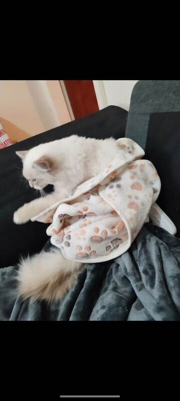 Ragdoll kitten for sale - Image 2 of 3