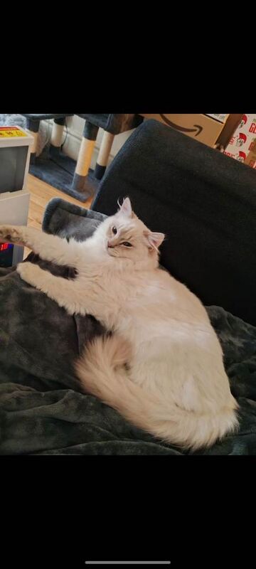 Ragdoll kitten for sale - Image 3 of 3