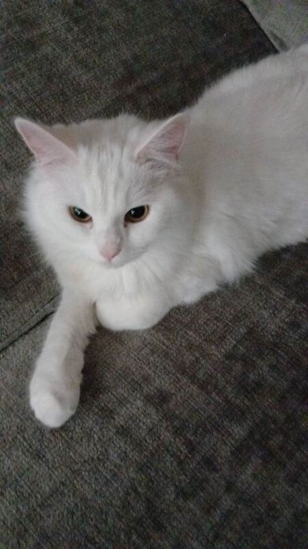 Ragdoll Kittens For Sale