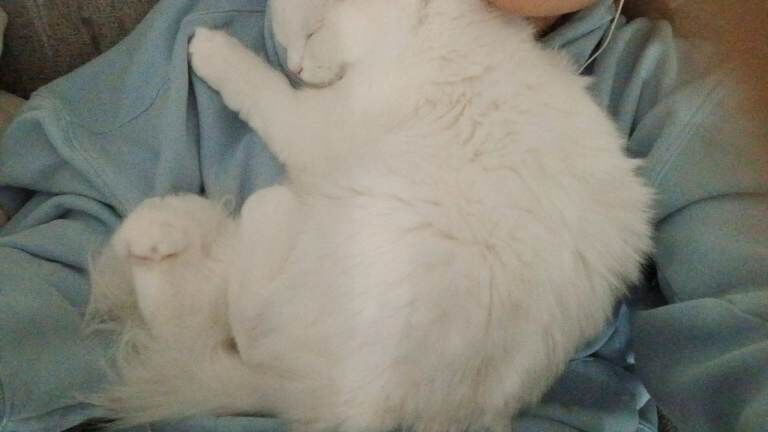Ragdoll kitten for sale - Image 2 of 4