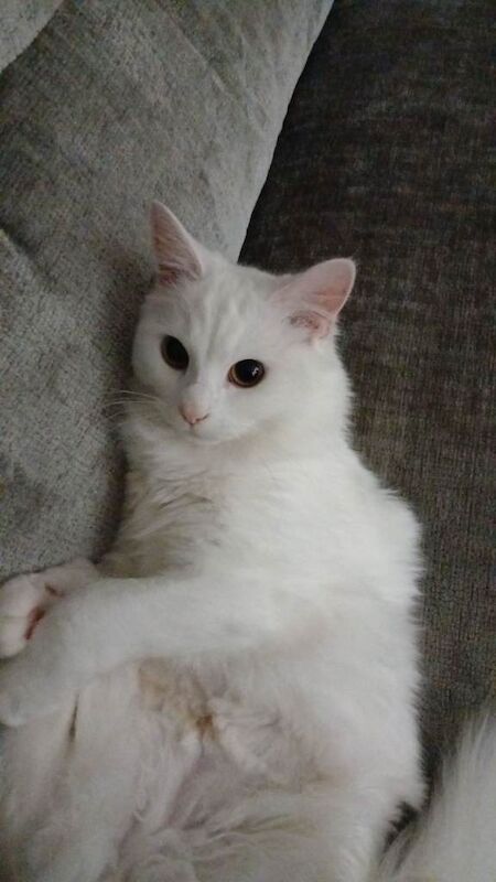 Ragdoll kitten for sale - Image 3 of 4