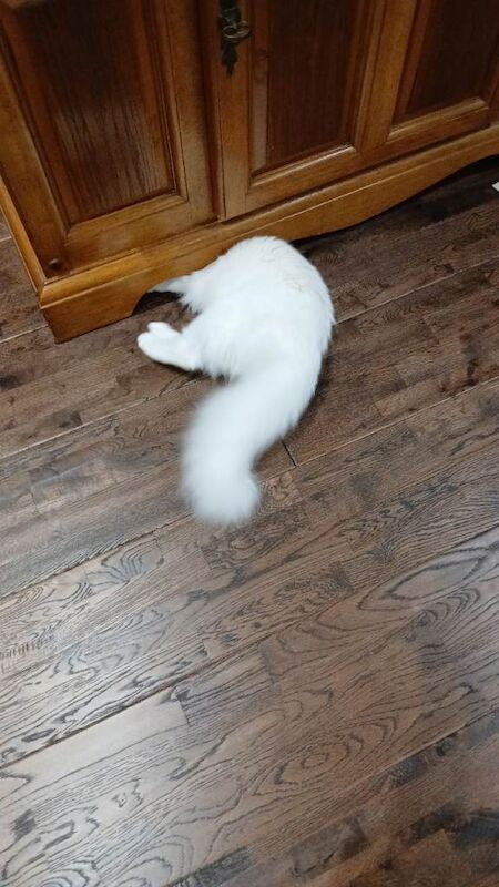 Ragdoll kitten for sale - Image 4 of 4