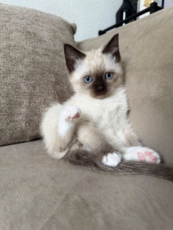 Ragdoll Kittens For Sale