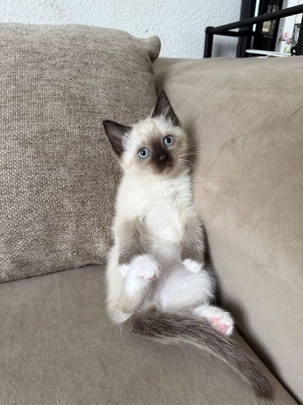 Ragdoll kitten for sale - Image 2 of 5