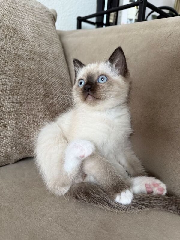 Ragdoll kitten for sale - Image 3 of 5