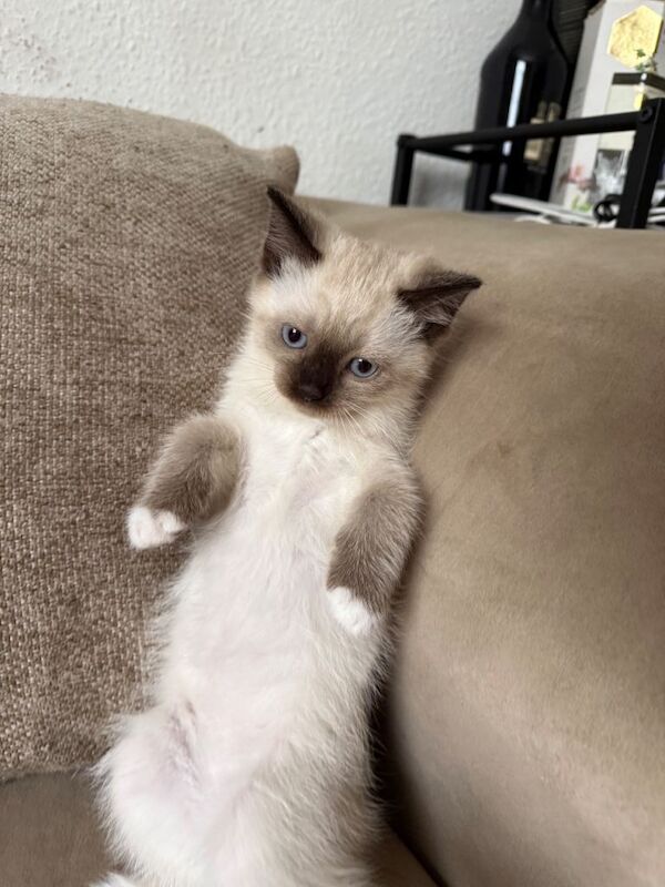 Ragdoll kitten for sale - Image 4 of 5