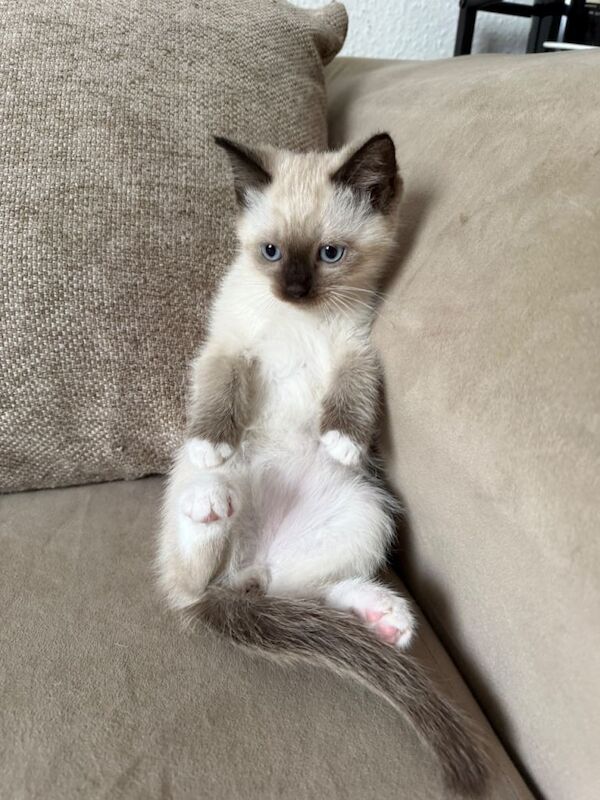 Ragdoll kitten for sale - Image 5 of 5