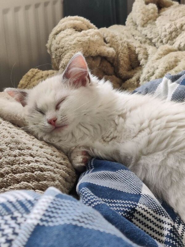 Ragdoll kittens for sale in Castleford, West Yorkshire – 3 months old - Image 2 of 4